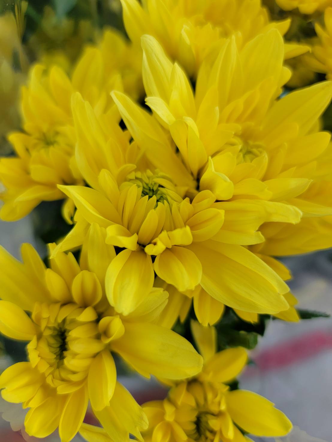 黄（喜・氣）花